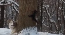 Un husky essaye d'attraper un écureuil