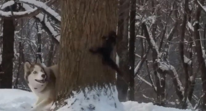 Un husky essaye d'attraper un écureuil