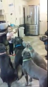 GUARDATE COME QUESTA BIMBA GESTISCE 6 GROSSI PITBULL