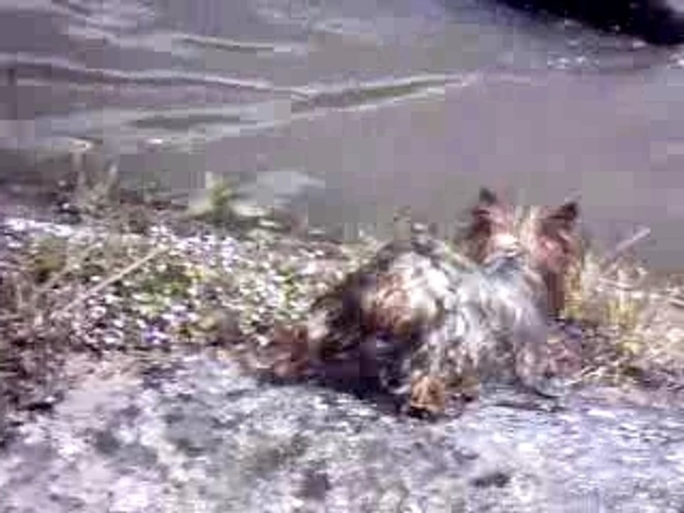 Phoebetoffeeàl'eau