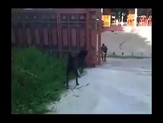 Strange fight between two dogs Loool !!!