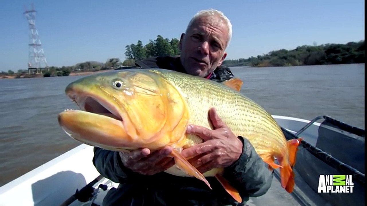 Legendary River Predators Up Close and Personal