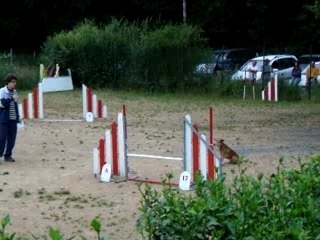 max compétition d' Agility de 2002 a 2007