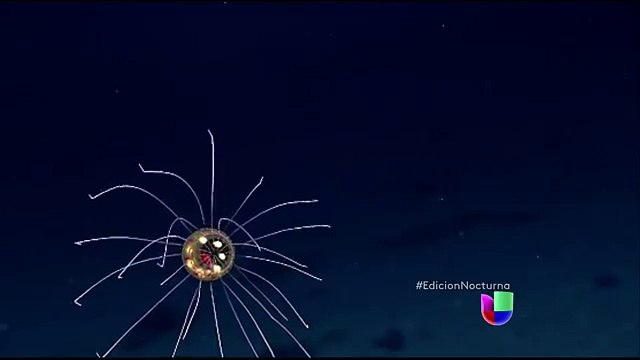El extraño ser encontrado en las profundidades del océano Pacífico