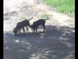 A couple of #Dogs are having #Fun