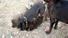 Keily la gran cavadora