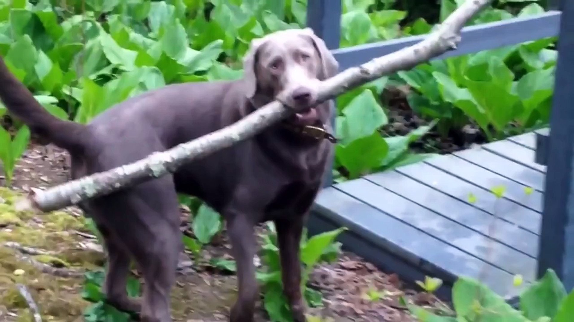 ⁣Смешные животные. Подборка под музыку. Funny animals. Super
