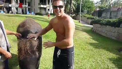 ---Cute Baby Elephant - A Cute And Funny Baby Elephant Videos Compilation -- NEW HD -