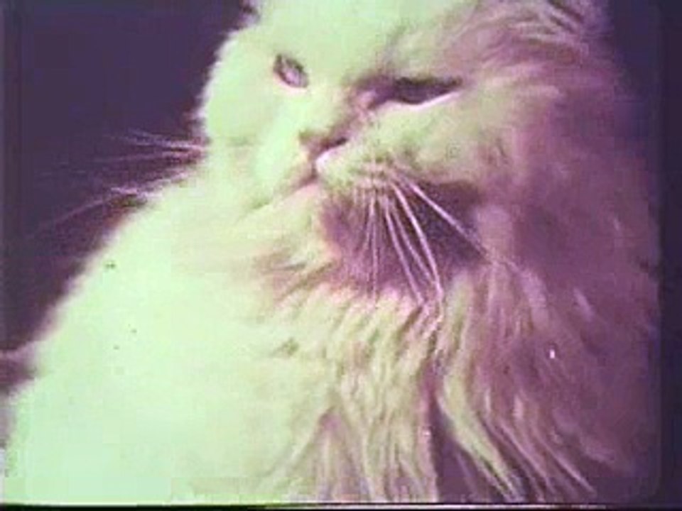 Cat Food 1967