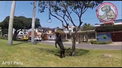 La potenza del Pitbull. Un video mai visto prima d’ora…. Impressionante