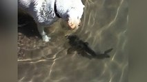 Cute Labrador Befriends Fish