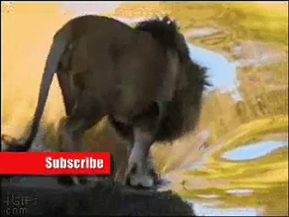 Funny Dog - Puppy Dog Slides Down Ramp - BEST Funniest Animal MOMENT!!!