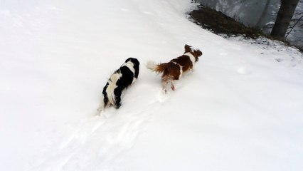 Les poilus et la neige