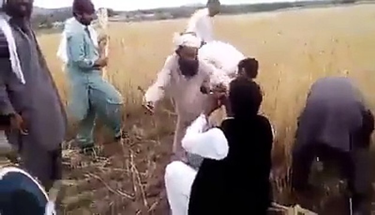 Wheat Crop Dance