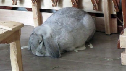 眠くてどうしようもないロップイヤー