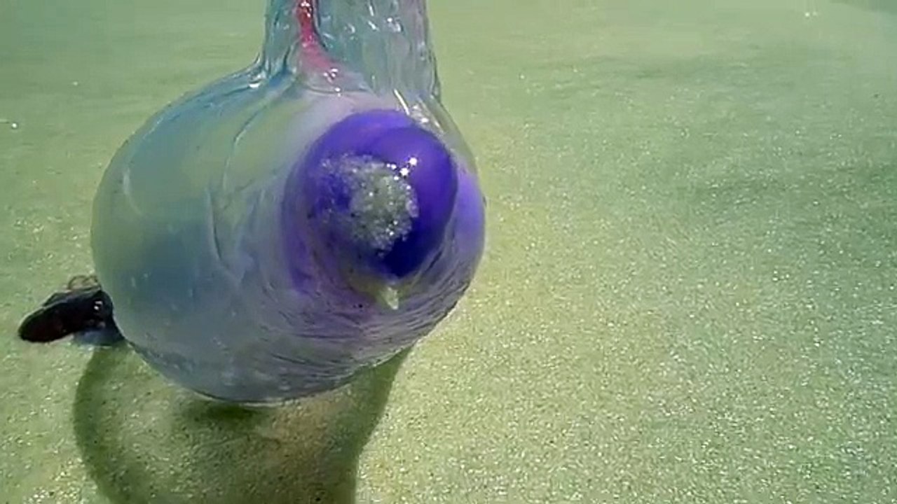 SE VEDETE QUESTA STRANA CREATURA NON TOCCATELA, ECCO QUAL È IL RISCHIO!