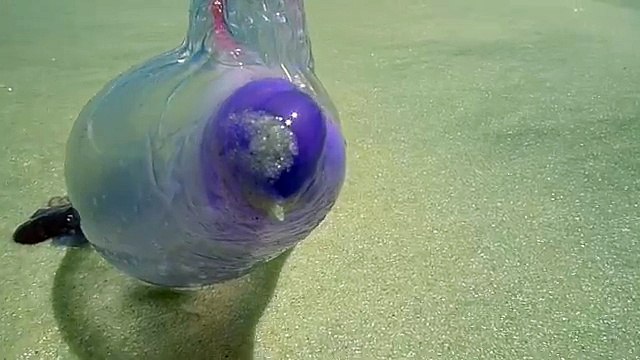 SE VEDETE QUESTA STRANA CREATURA NON TOCCATELA, ECCO QUAL È IL RISCHIO!