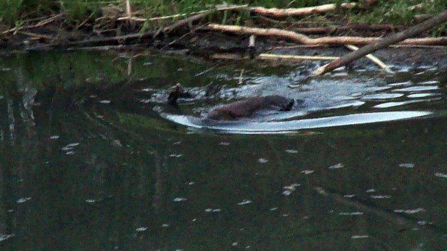 Весна у бобров