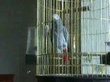 Bibiche perroquet gris du gabon