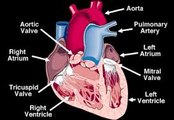 What happens during each heartbeat? Cardiac Cycle: Systole & Diastole
