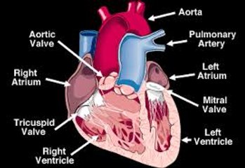 What happens during each heartbeat? Cardiac Cycle: Systole & Diastole