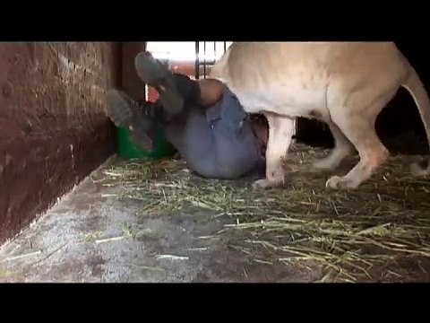 Lui Si Avvicina Alla Leonessa Con I cuccioli Appena Nati!!! Guardate La Sua Incredibile Reazione!!!