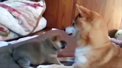 Cún Con Dễ Thương - Nhạc thiếu nhi vui nhộn