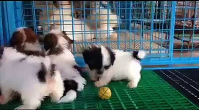 Cute Little Shih Tzu Puppies :)