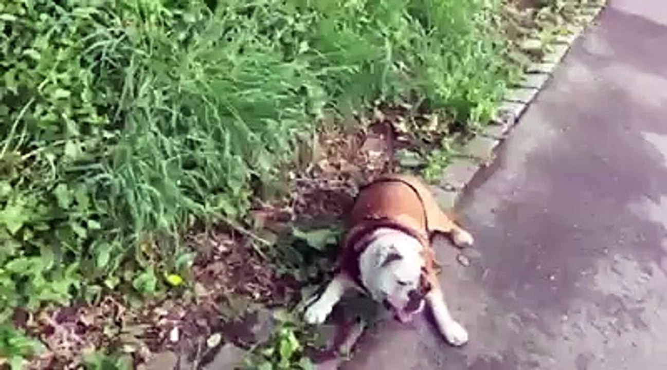 That's How Bulldogs Roll