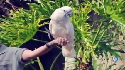 Top 5 BEST Eagle Attacks on Human - Crazy animal attack people