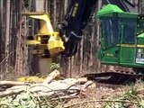 Track Feller Buncher John Deere 903K Eucalyptus Plantation