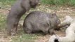 Just Two Young Wombats Mucking Around