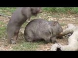 Just Two Young Wombats Mucking Around