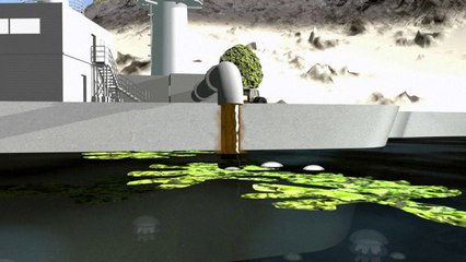 La proliferación de medusas