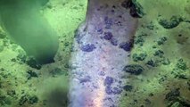 What's This Purple Thing That Scientists Just Spotted In Deep Ocean