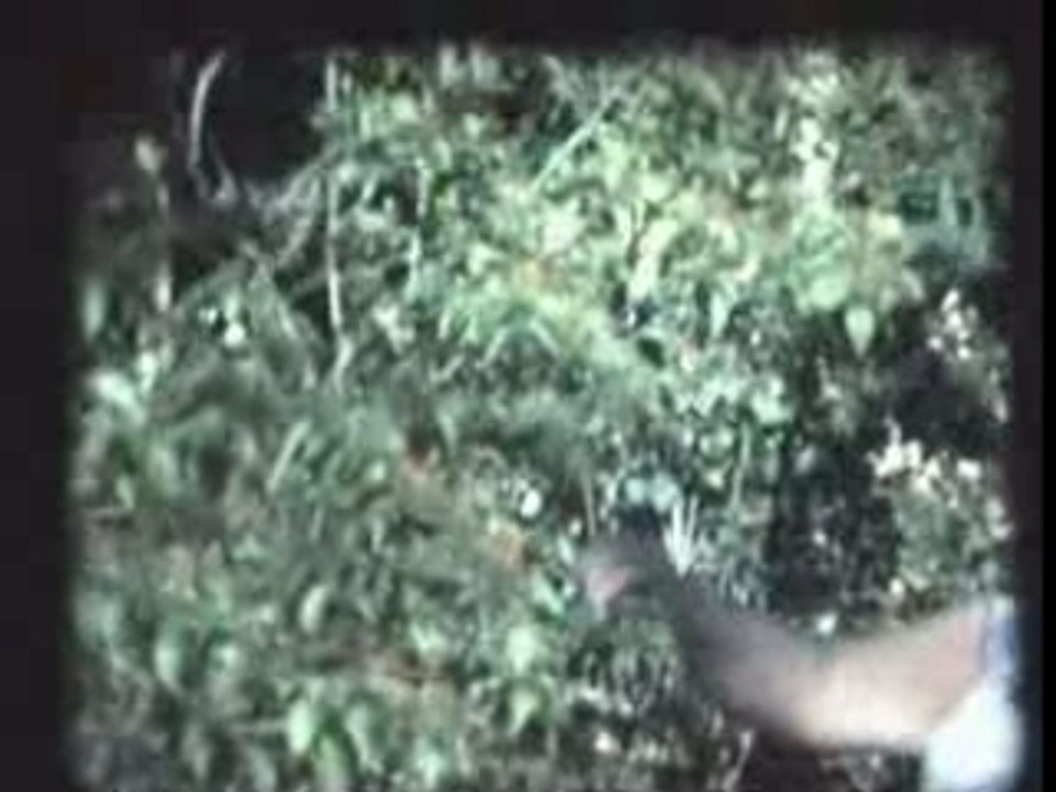 1975: Diégo-Suarez Dédé au jardin