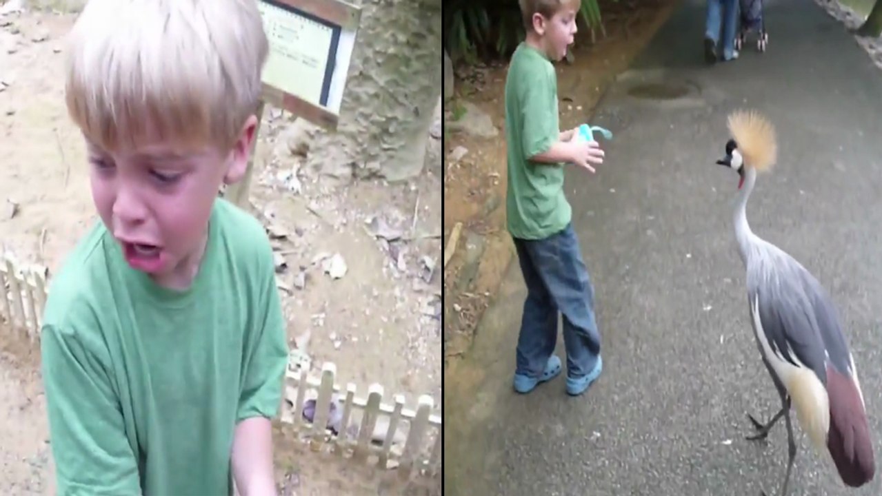 Ce petit garçon a très peur des oiseaux !