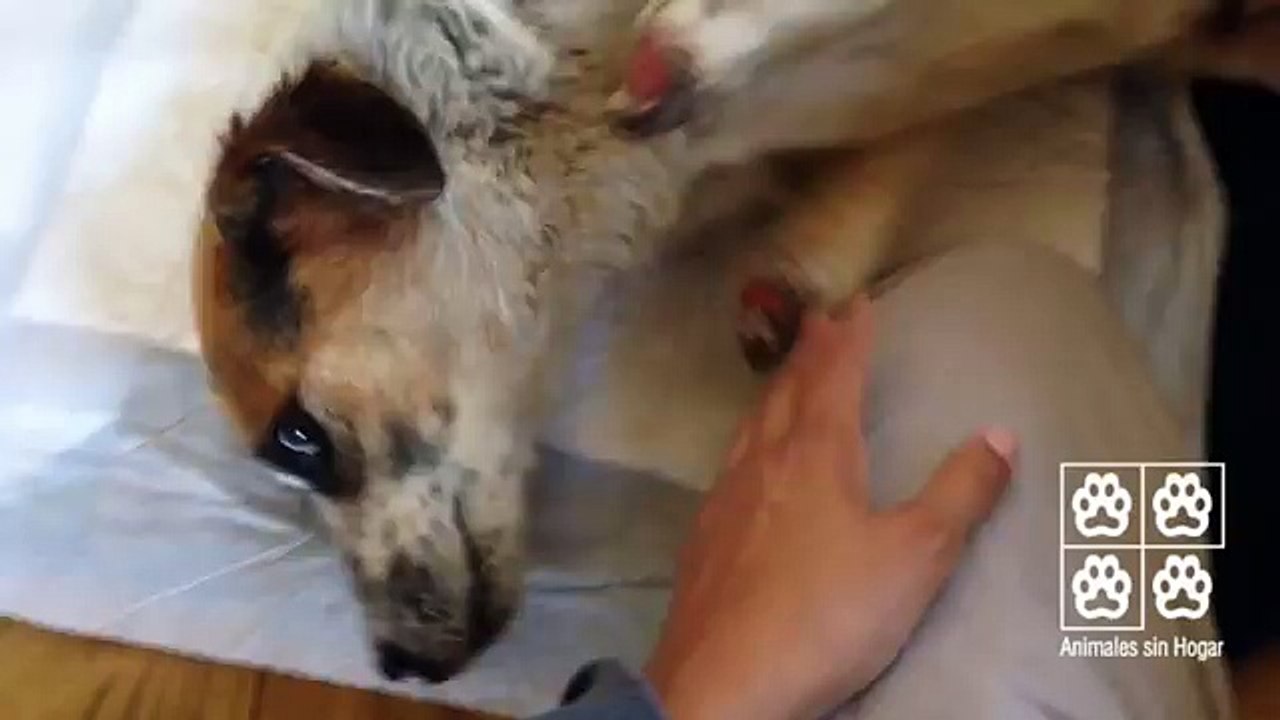 Dei MOSTRI Gli Hanno TAGLIATO Le ZAMPE, Quando I Soccorritori Lo Hanno Trovato Non Riuscivano A Credere Ai Propri Occhi