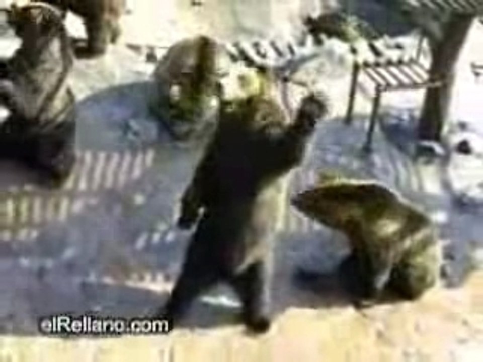 حركات عجيبة للدببة
