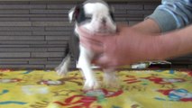 ボストンテリア　販売モード　花ペチャ犬種専門プリブリーダーブルズ小池屋から