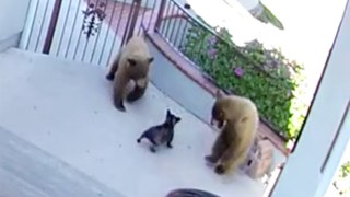 Fearless Dog Battles Bears (Surprise Ending)