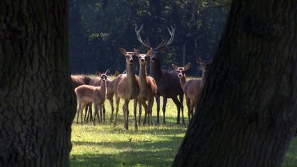 Red deer at the British Wildlife Centre