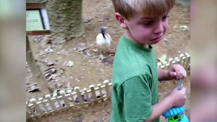 Little Boy Terrified of Birds