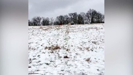 Dog Humps Dad on Sled
