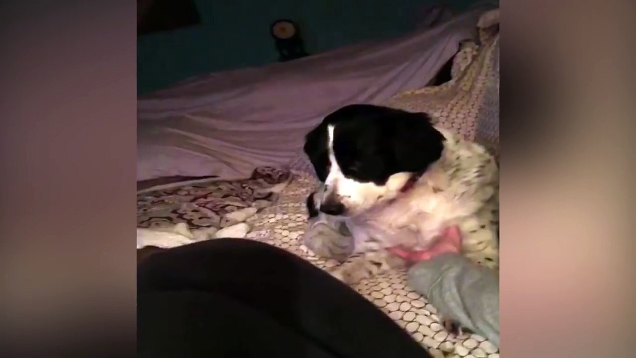 Dog Makes Owner Keep Petting Him