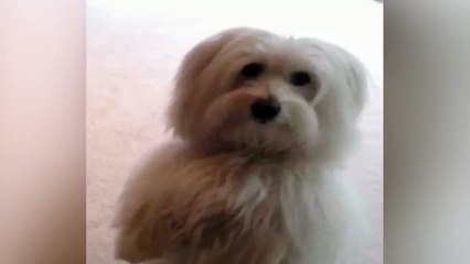 Dog Puts Paws Up for a Treat