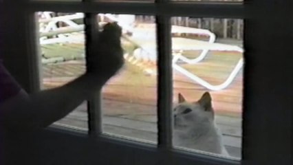 Animals Spring Cleaning