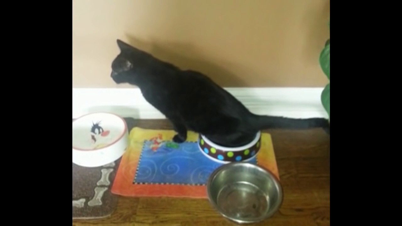 Mischevious Cats
