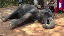gajah pariwisata meninggal dalam terik panas di kamboja