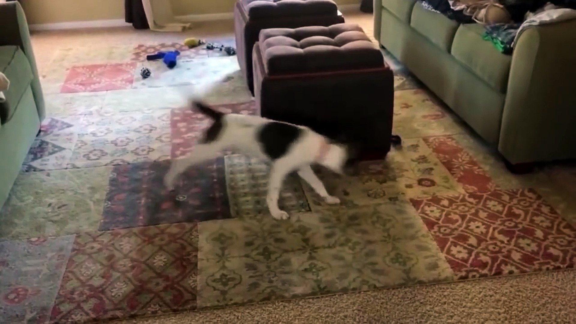 ⁣Silly Pets